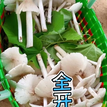鸡枞菌货源充足欢迎订购。200斤左右发货