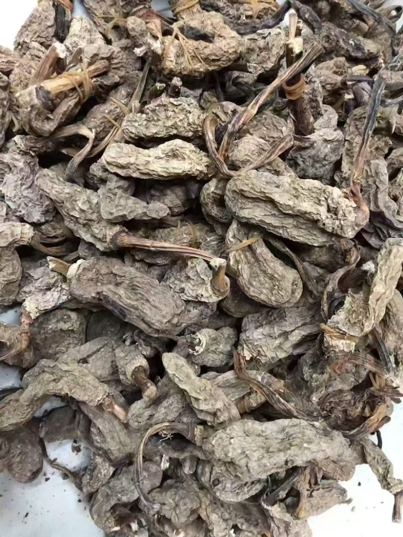云南昭通林下防野生乌天麻，产地直销一手货源