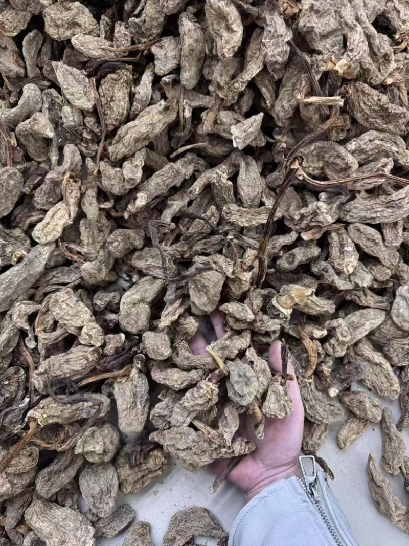 云南昭通林下防野生乌天麻，产地直销一手货源