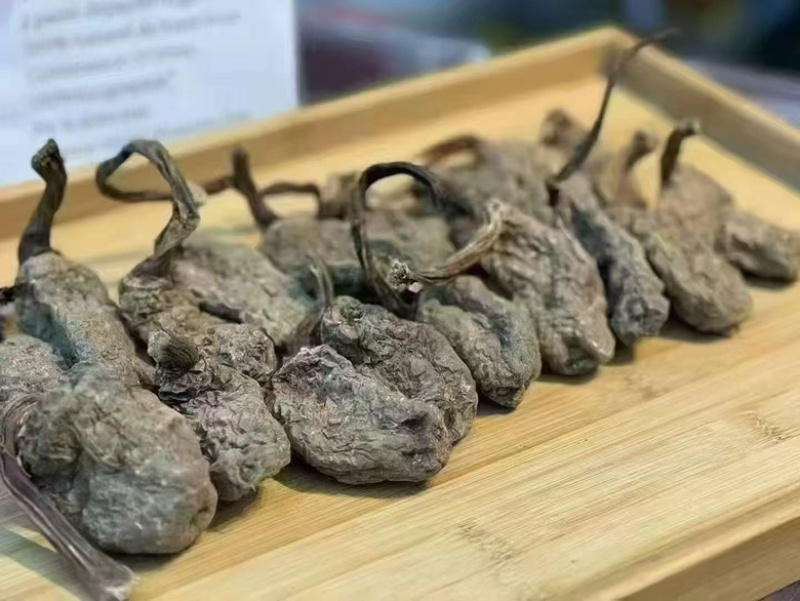 云南昭通林下防野生乌天麻，产地直销一手货源