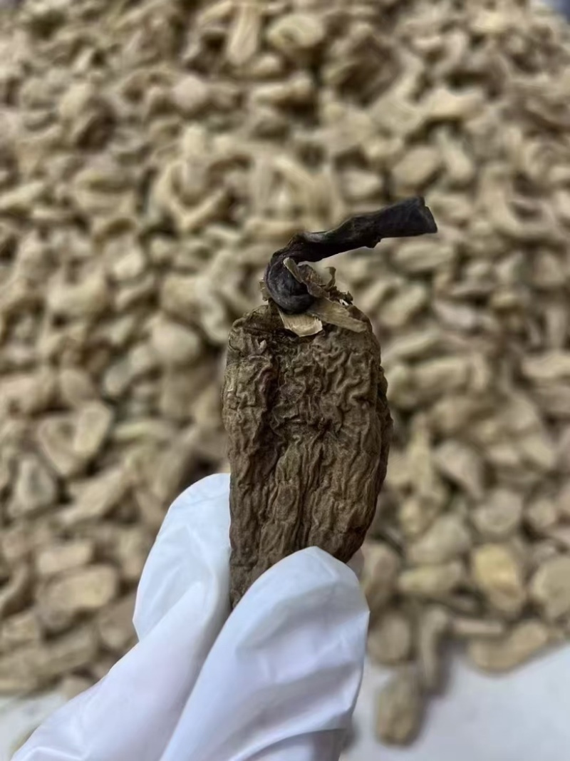云南昭通林下防野生乌天麻，产地直销一手货源