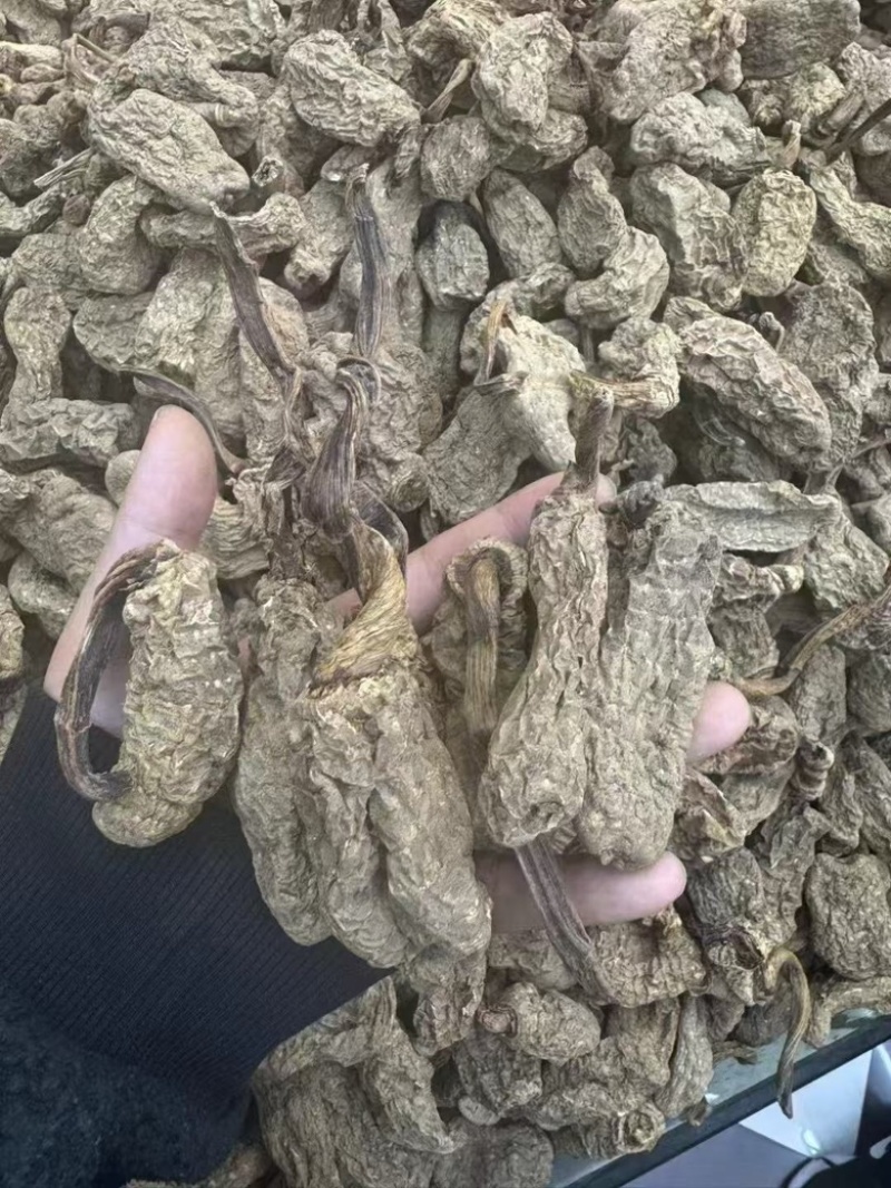 云南昭通林下防野生乌天麻，产地直销一手货源