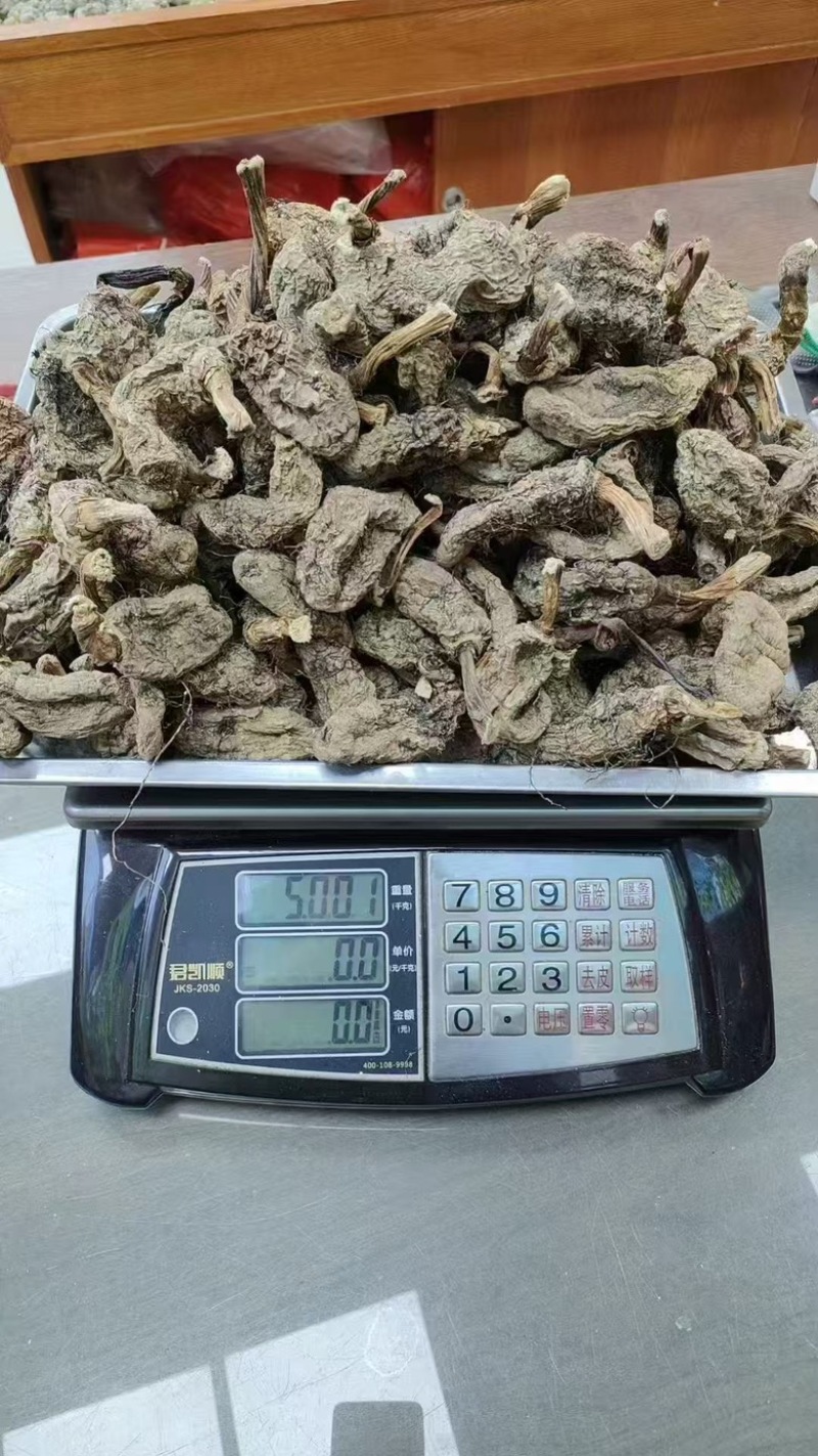 云南昭通林下防野生乌天麻，产地直销一手货源