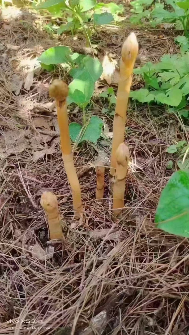 云南昭通林下防野生乌天麻，产地直销一手货源