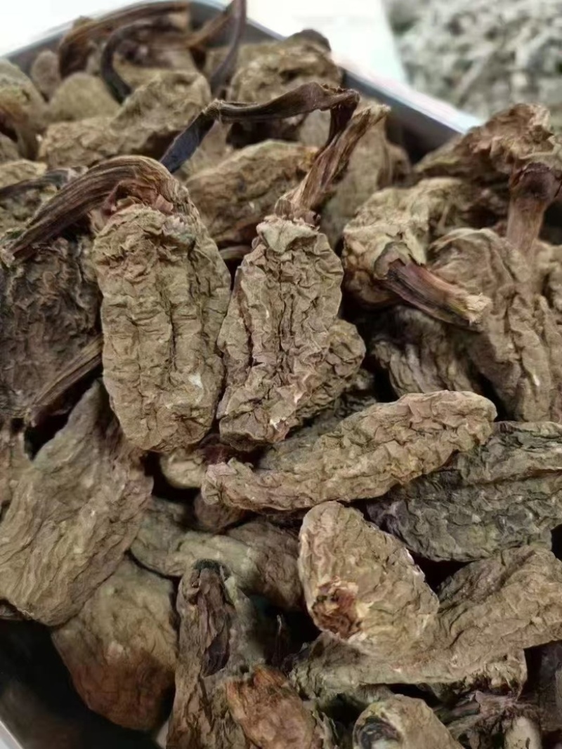 云南昭通林下防野生乌天麻，产地直销一手货源
