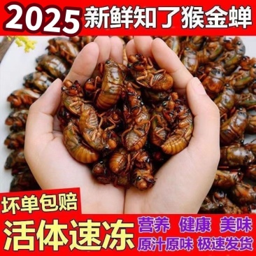 新鲜知了猴金蝉坏单包赔包邮活体冷冻原汁原味2025年鲜货