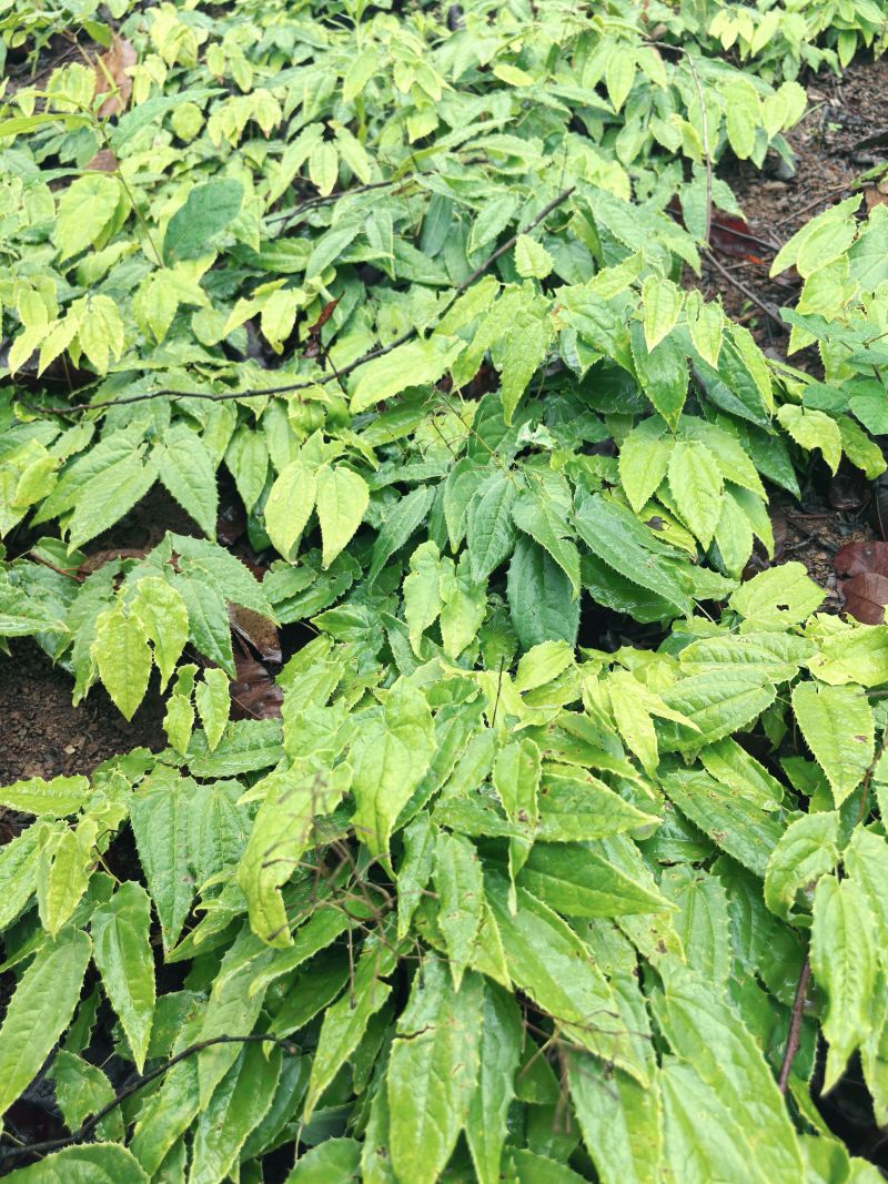 野生淫羊藿种苗