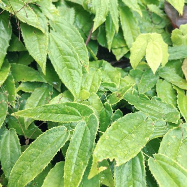 野生淫羊藿种苗