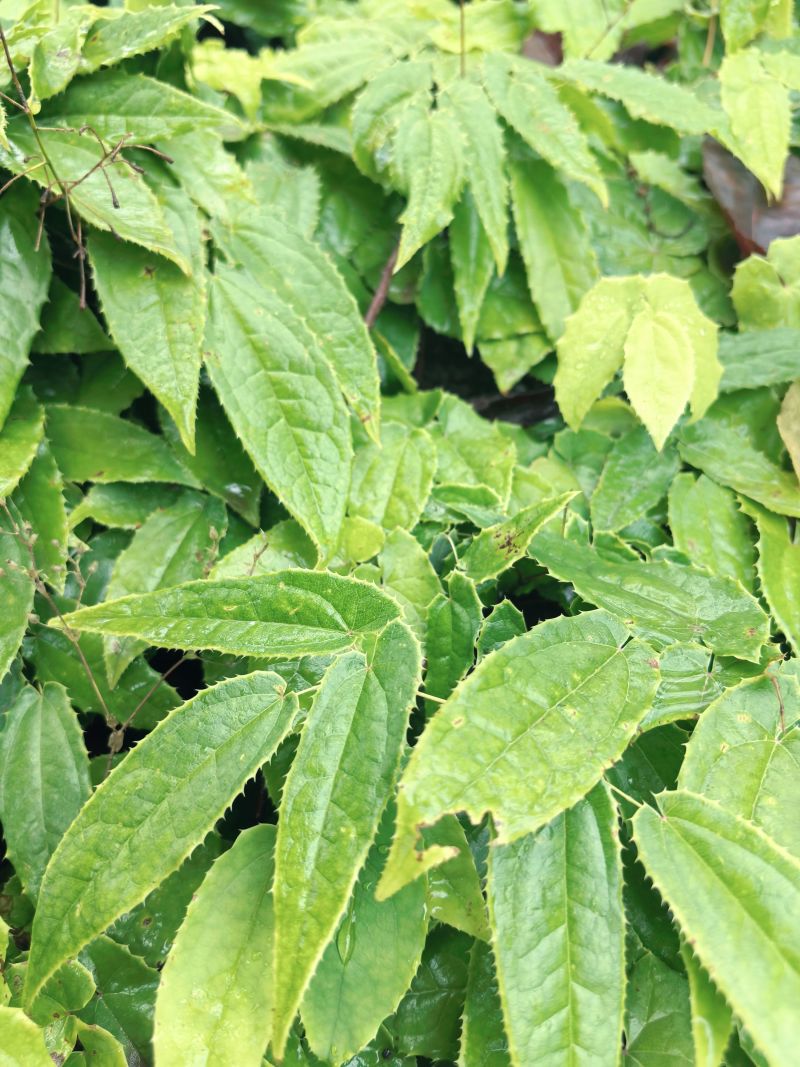野生淫羊藿种苗