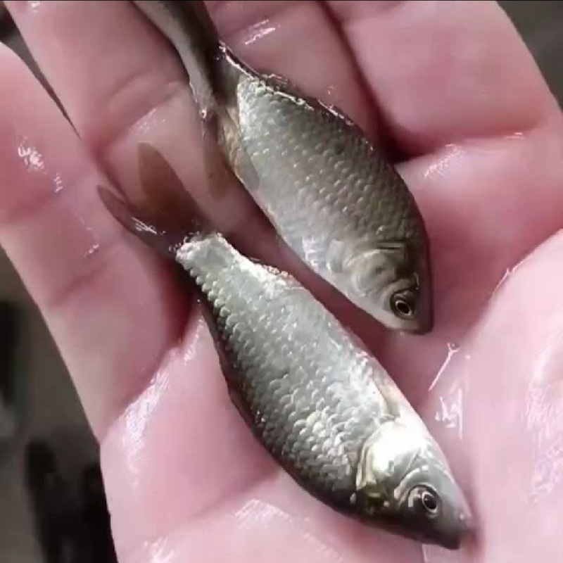 鲫鱼鱼苗