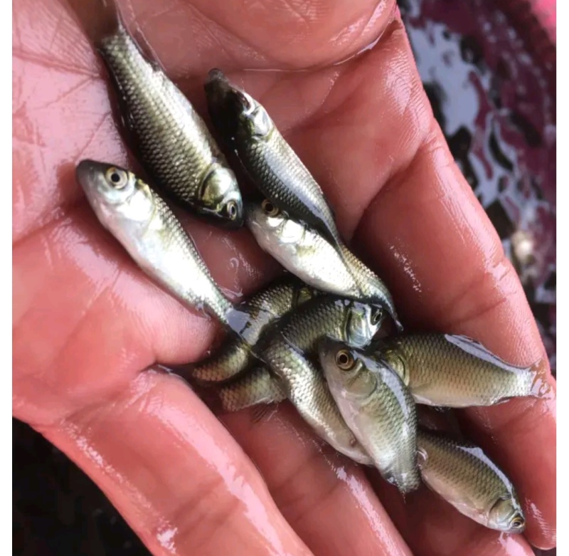 鲫鱼鱼苗
