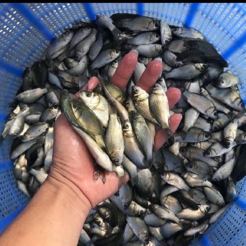 鲫鱼鱼苗