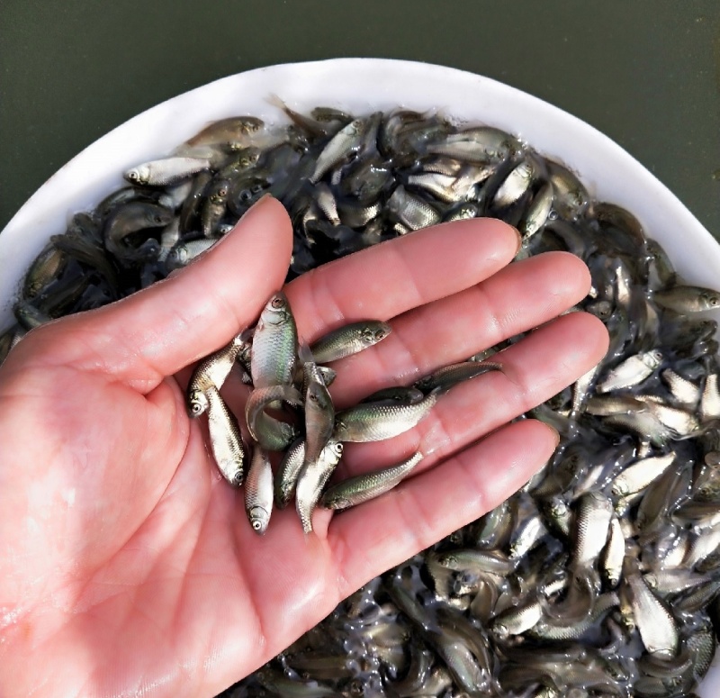 鲫鱼鱼苗