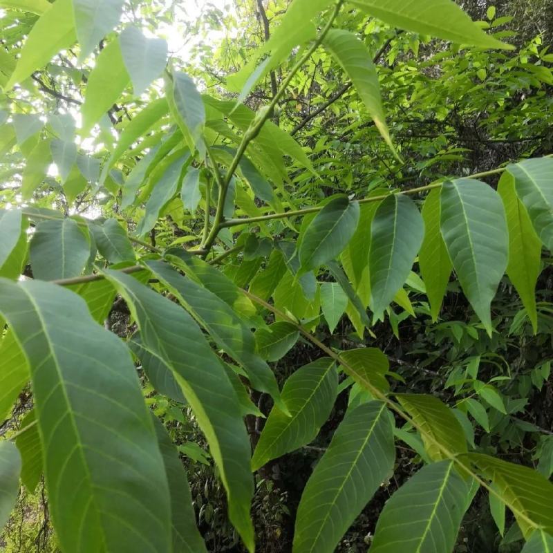 云南深山核桃叶野生新鲜核桃树枝条,青核桃叶子清香无污染