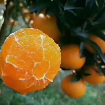 纽荷尔橙子