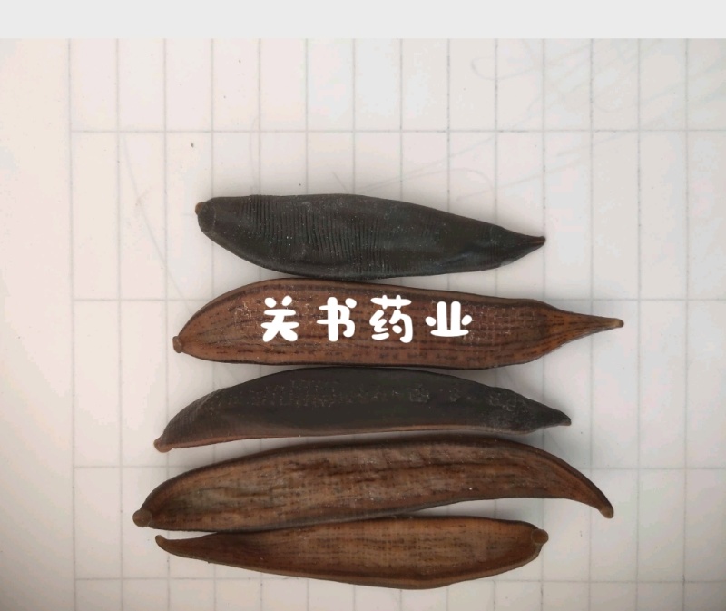 水蛭山东吊杆水蛭清水选货足干关书药业