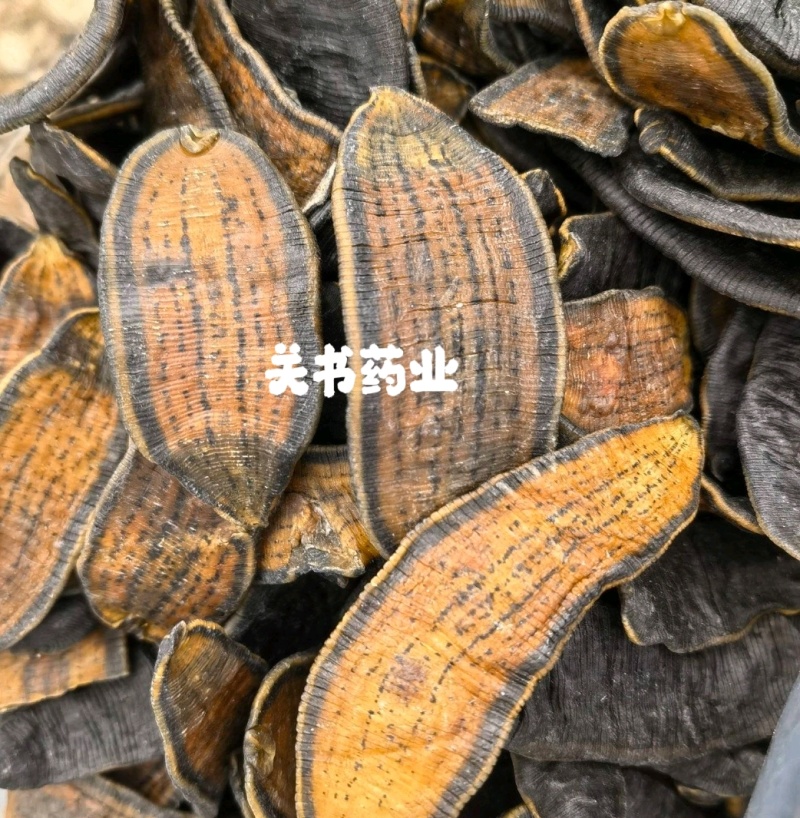 水蛭山东吊杆水蛭清水选货足干关书药业