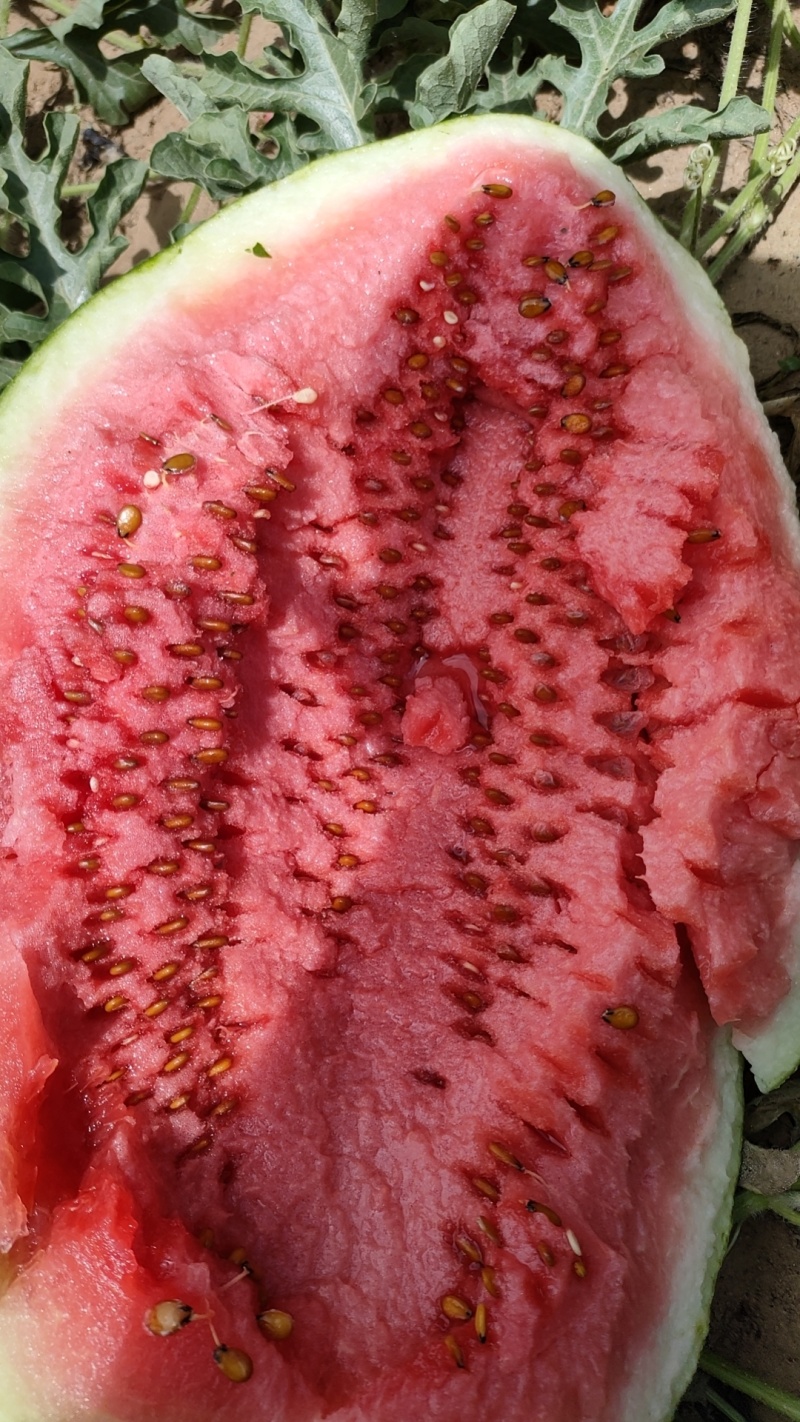 内蒙沙漠西瓜