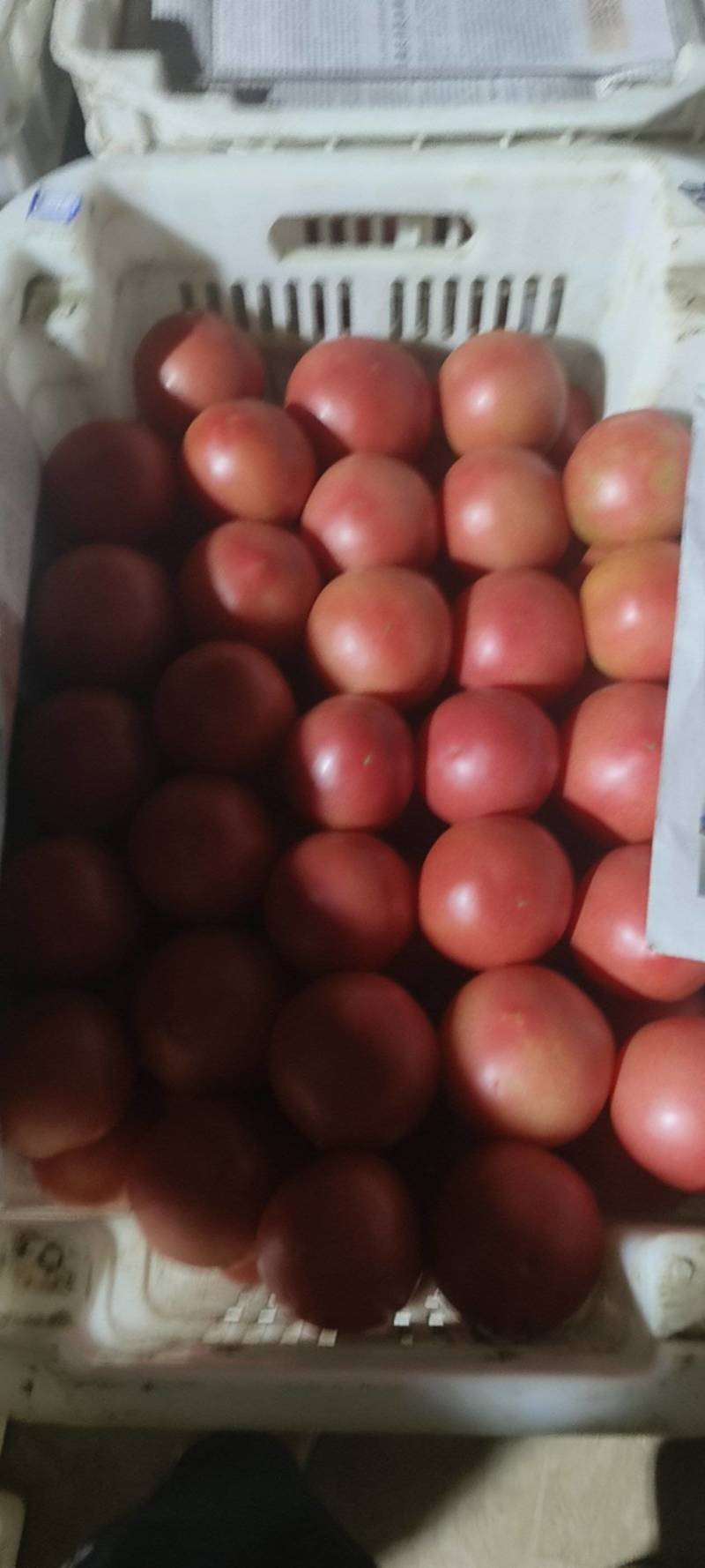 新鲜现摘西红柿