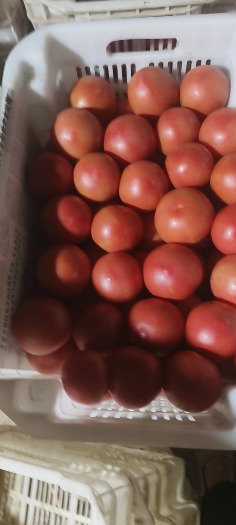 新鲜现摘西红柿