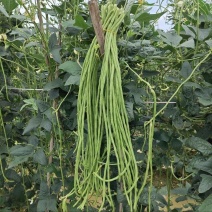 白籽白花翠绿豇豆种子特长豆角种子油亮翠绿肉厚长豇豆种籽