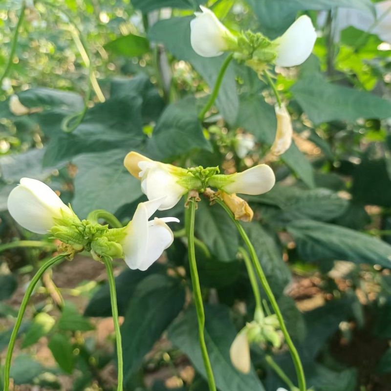 白籽白花翠绿豇豆种子特长豆角种子油亮翠绿肉厚长豇豆种籽