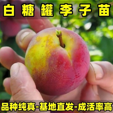 白糖罐李子苗品种纯真树苗基地现起现发成活率高