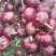 甘肃洋葱紫皮洋葱大红洋葱市场货大吨位发货小车赶集都适合