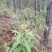 野生白面风根山白芷羊耳菊白牛胆干货煲汤,***批发