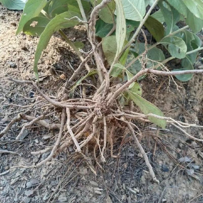 野生白面风根山白芷羊耳菊白牛胆干货煲汤,***批发