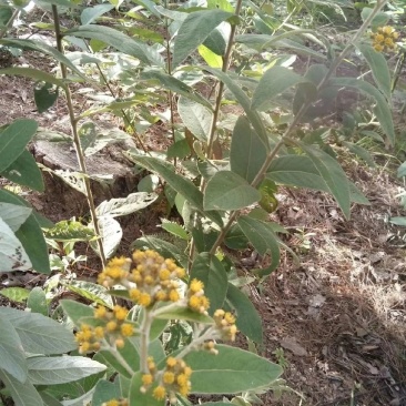 野生白面风根山白芷羊耳菊白牛胆干货煲汤,***批发