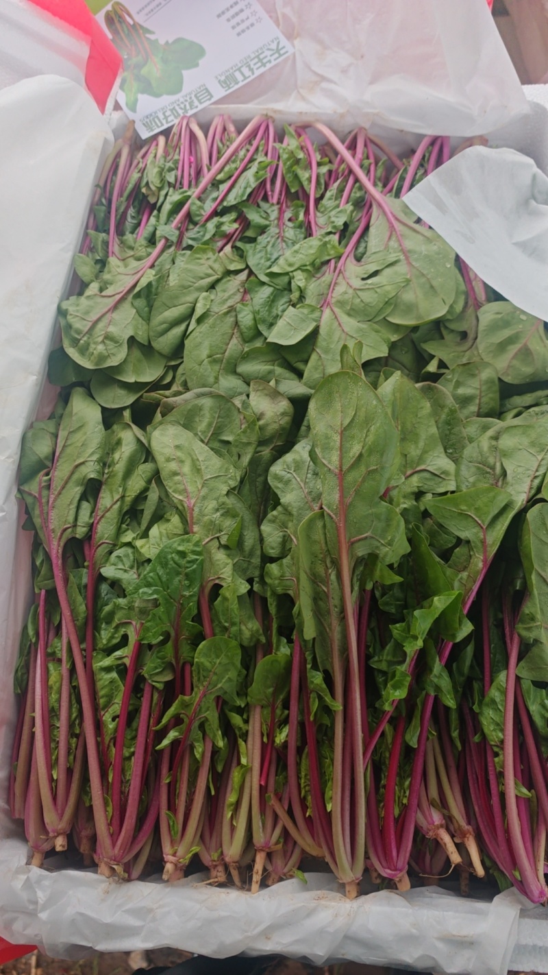 富硒小红菠菜