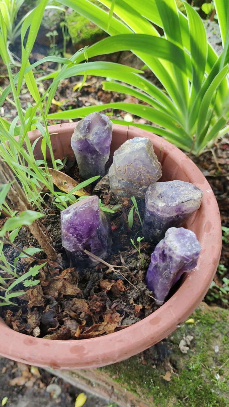 玻璃紫