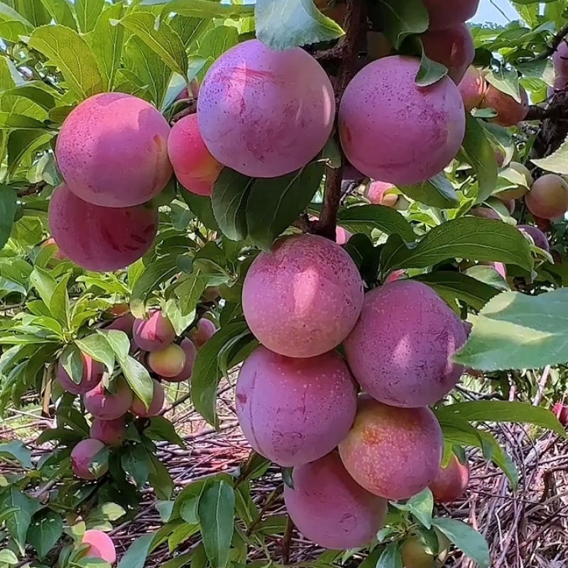 秋蜜李子苗品种纯真树苗基地现起现发成活率高提供技术