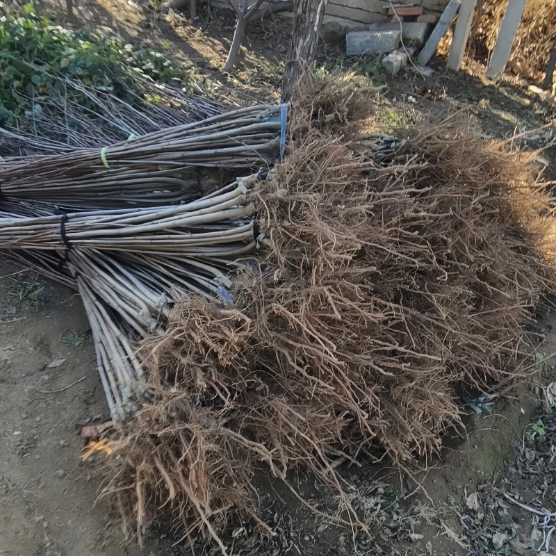 秋蜜李子苗品种纯真树苗基地现起现发成活率高提供技术