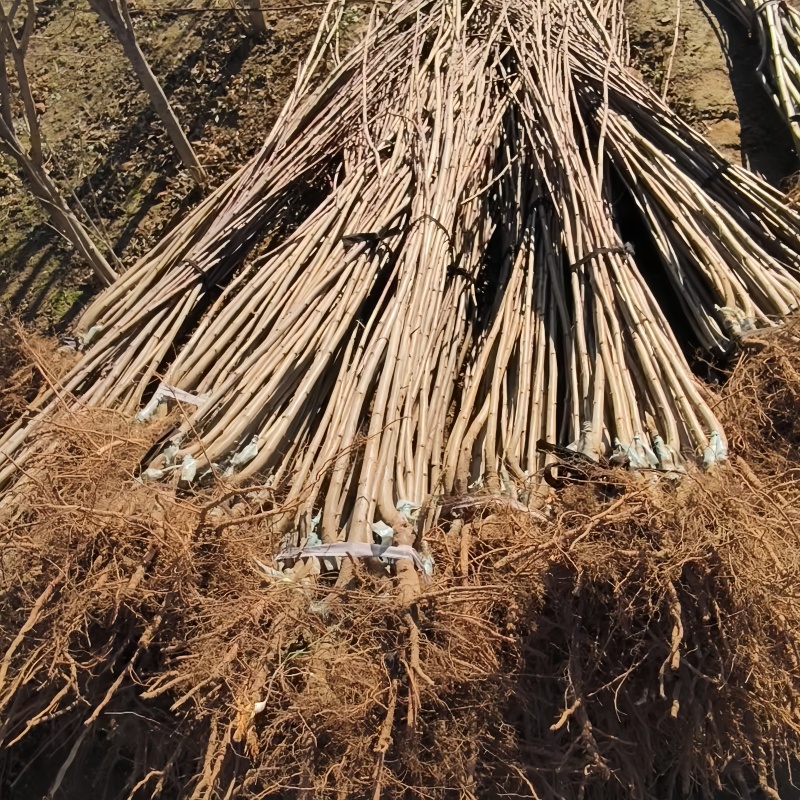 秋蜜李子苗品种纯真树苗基地现起现发成活率高提供技术