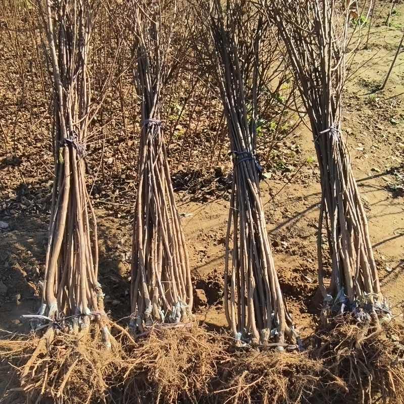 秋蜜李子苗品种纯真树苗基地现起现发成活率高提供技术