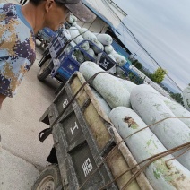芜湖弋江区精品长白条冬瓜肉厚耐运输实力供应