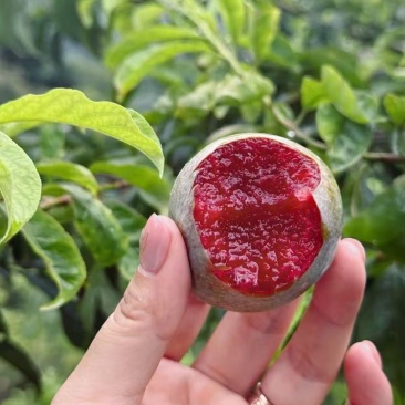 翁源三华李