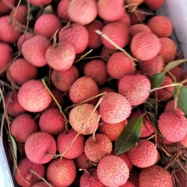 广东荔枝（桂味）
