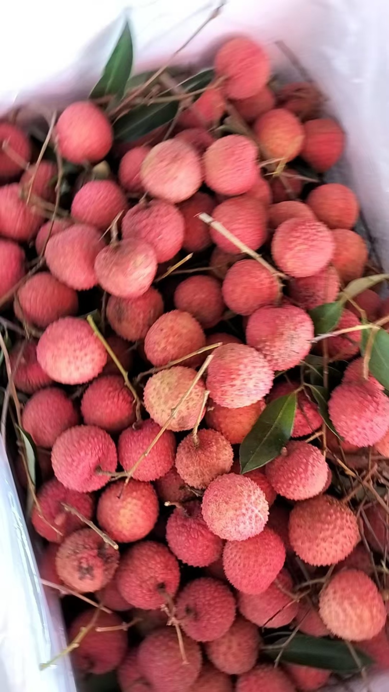 广东荔枝（桂味）