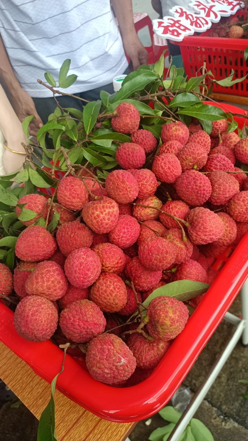 广东荔枝（桂味）