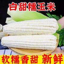 【精选】精品白糯玉米大量供应软糯香甜