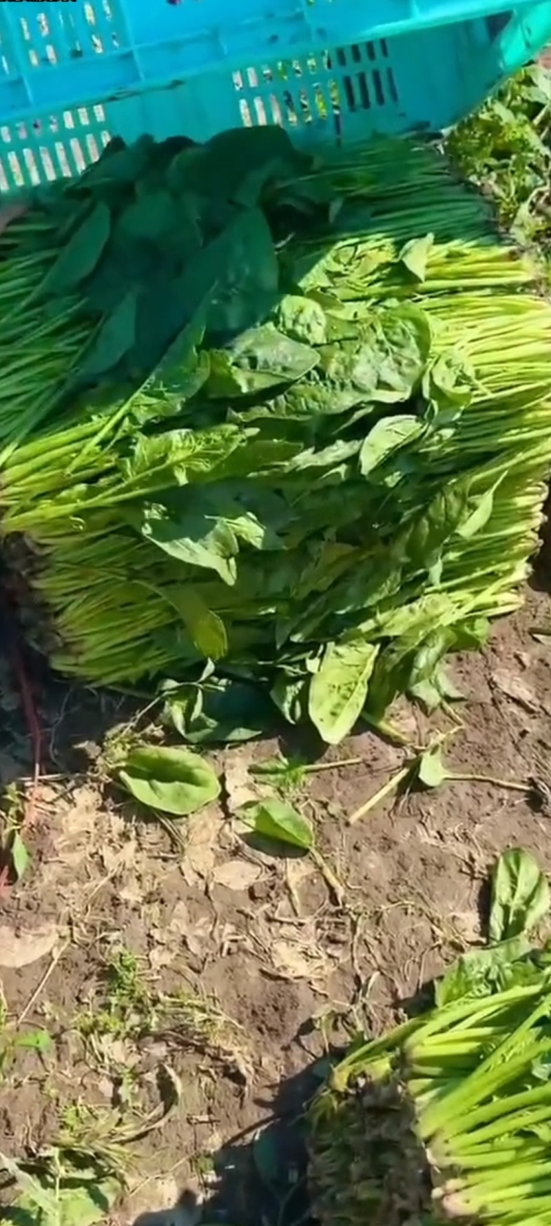 精品菠菜各样规格