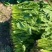 精品菠菜各样规格