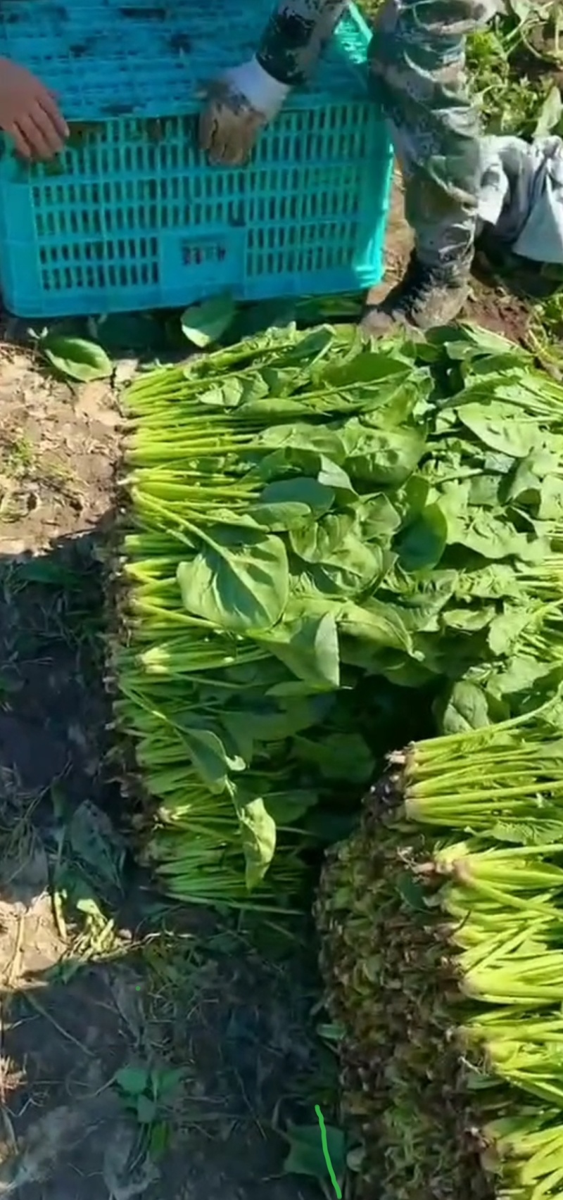 精品菠菜各样规格