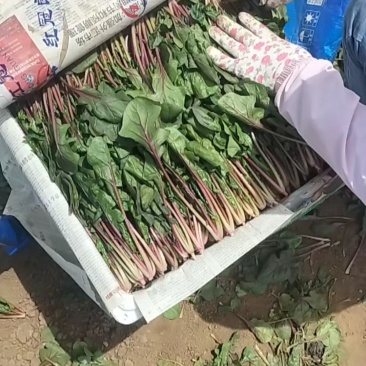 精品菠菜各样规格