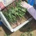 精品菠菜各样规格
