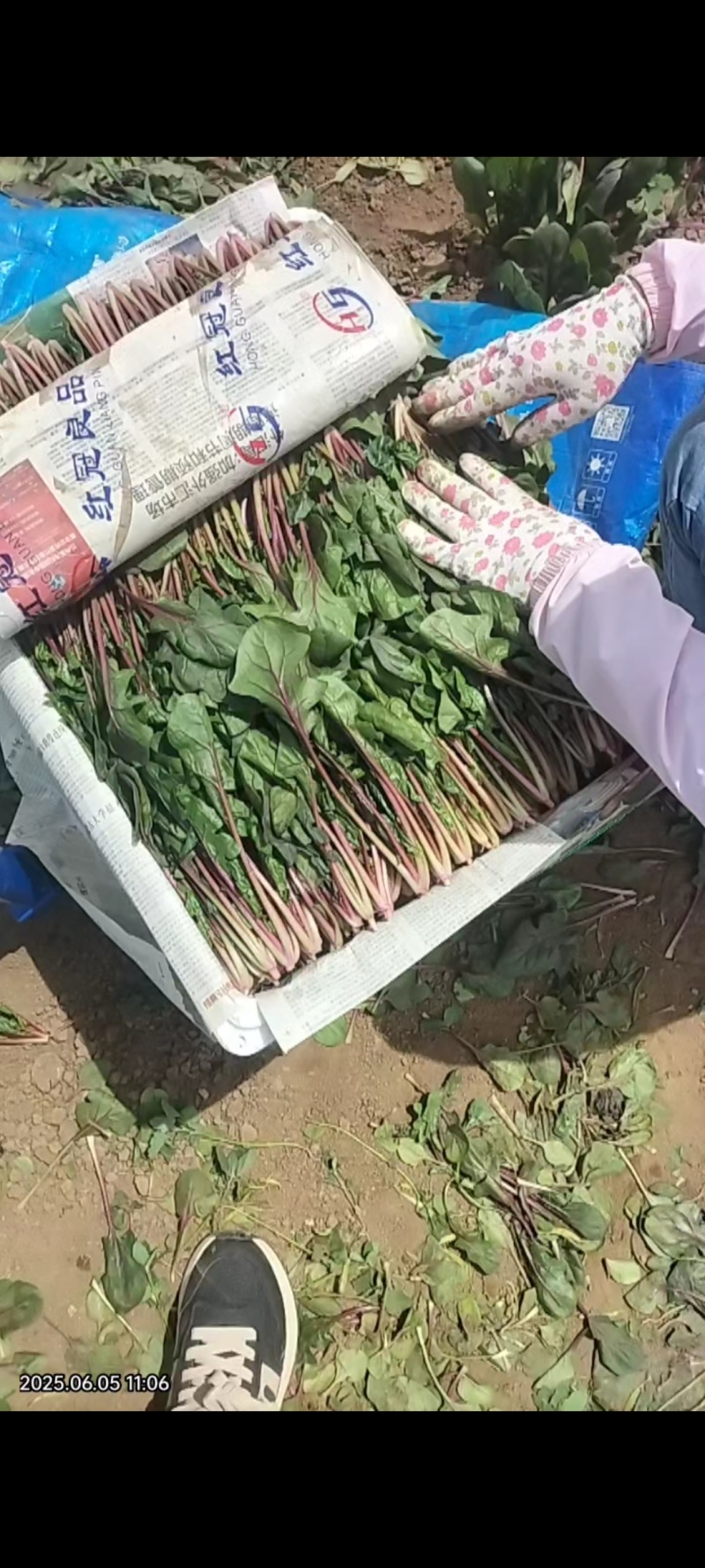 精品菠菜各样规格