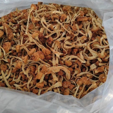黑龙江一手货源干滑子蘑各种规格货源充足热卖中